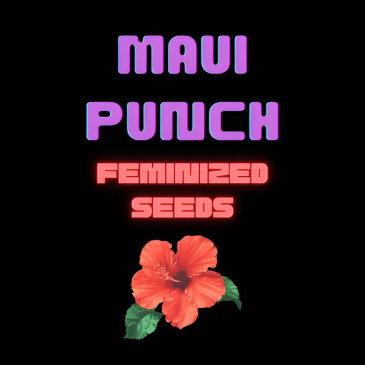 Maui Punch 420 Seeds - Feminized Seeds Online 