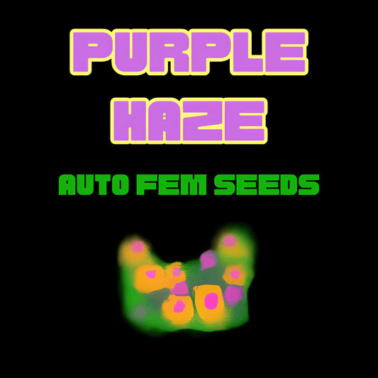 Purple Haze - Auto Feminized Seeds (6 Pack)